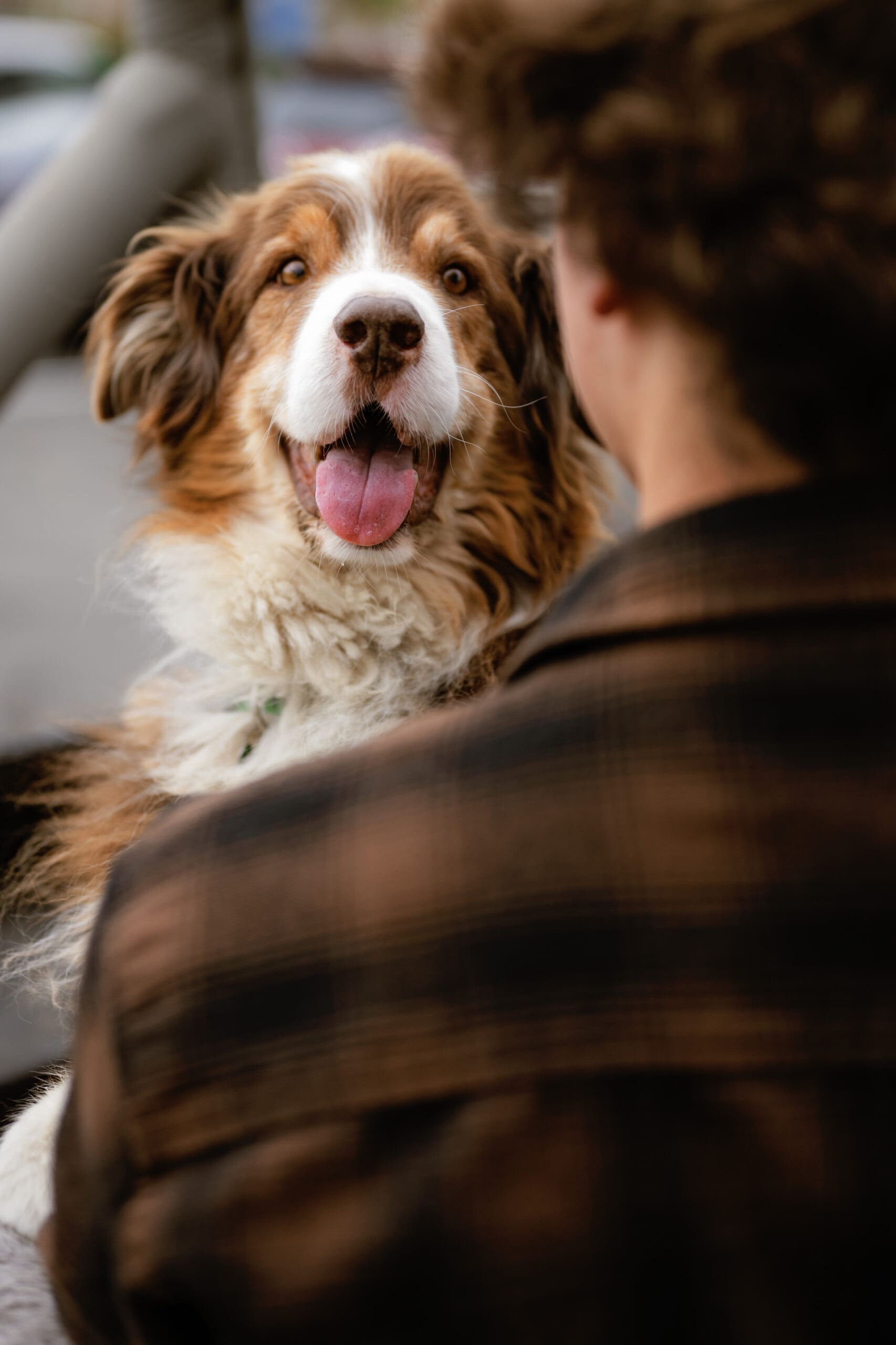 Picture of a red australian shpherd looking at his owner over his owner's shoulder